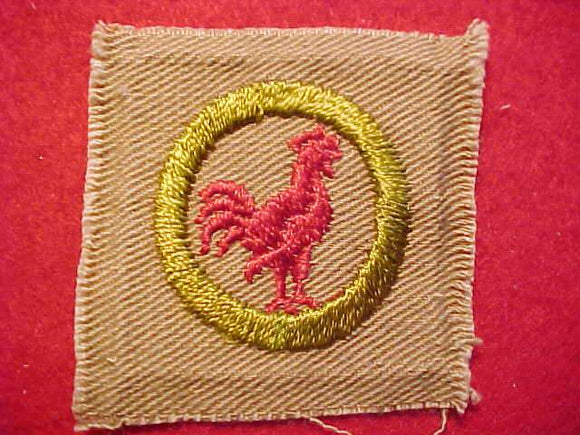 POULTRY KEEPING SQUARE MERIT BADGE, 48 X 49MM